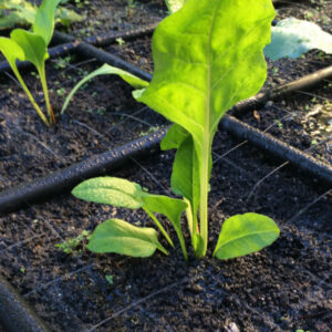 Garden In Minutes Watering Grid