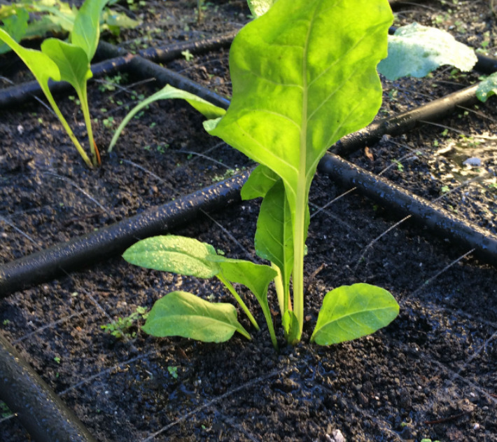 garden in minutes watering grid